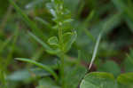 Thymeleaf speedwell